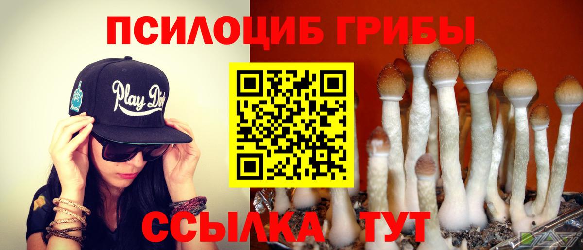 Галлюциногенные грибы Psilocybe  где купить наркоту  Балаково  Вход с VPN  Псилоцибиновые грибы GOLDEN TEACHER 